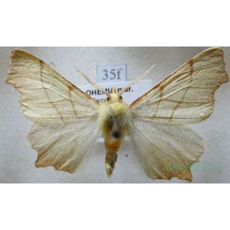 Ennomos erosaria (Denis & Schiffermüller, 1775) male Latalec gruszak Czech35f